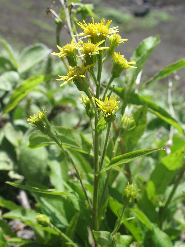 Изображение особи Solidago cuprea.