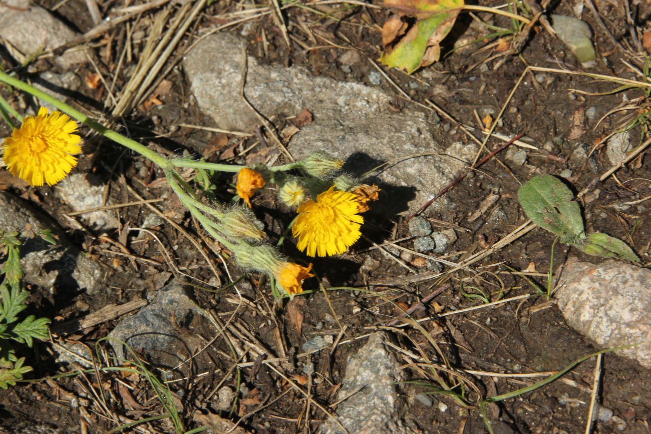 Image of genus Pilosella specimen.