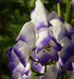 Aconitum &times; stoerkianum