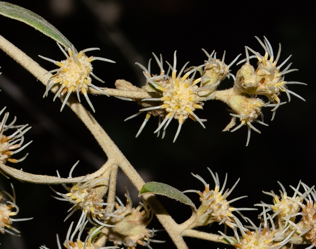 Image of Tarchonanthus camphoratus specimen.