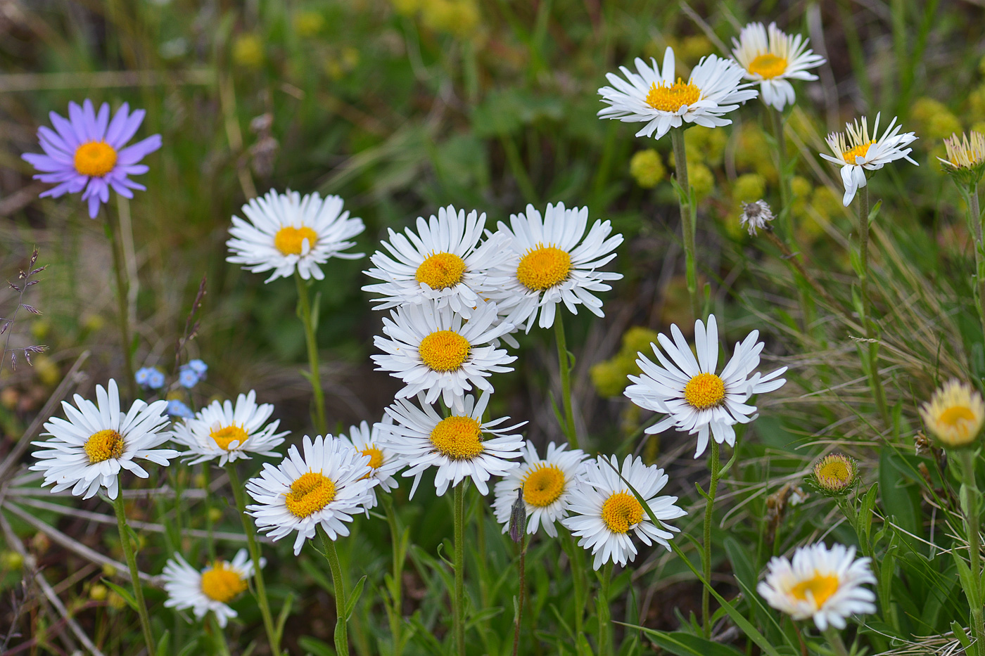 Изображение особи Aster alpinus.