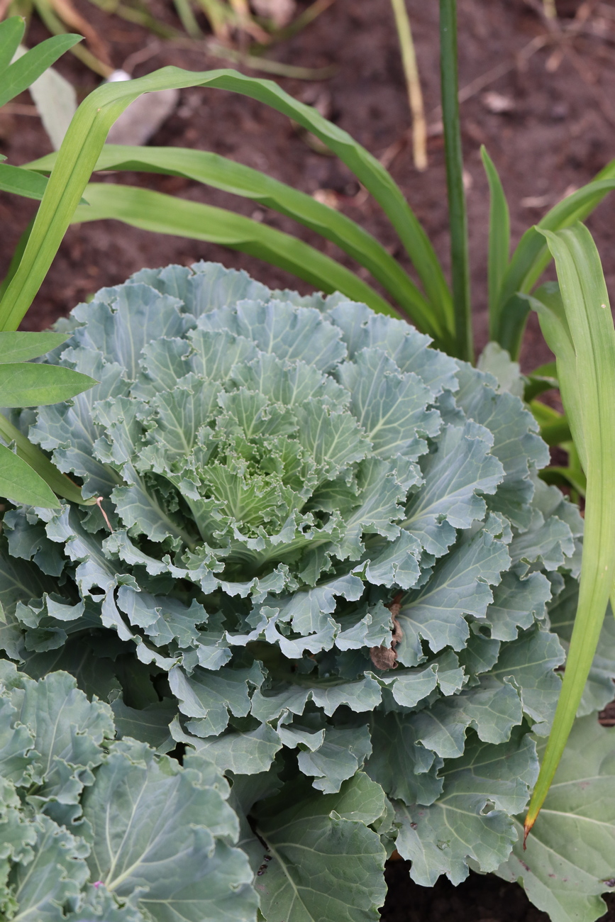 Изображение особи Brassica oleracea var. viridis.