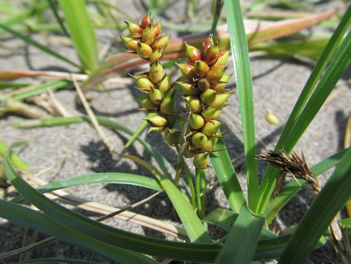 Изображение особи Carex pumila.