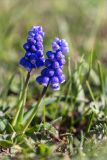 Muscari dolichanthum. Верхушки побегов с соцветиями. Абхазия, Гагрский р-н, гора Мамдзышха, выс. 1815 м н.у.м., альпийский луг. 15.05.2021.