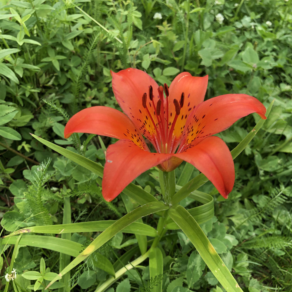 Image of Lilium pensylvanicum specimen.