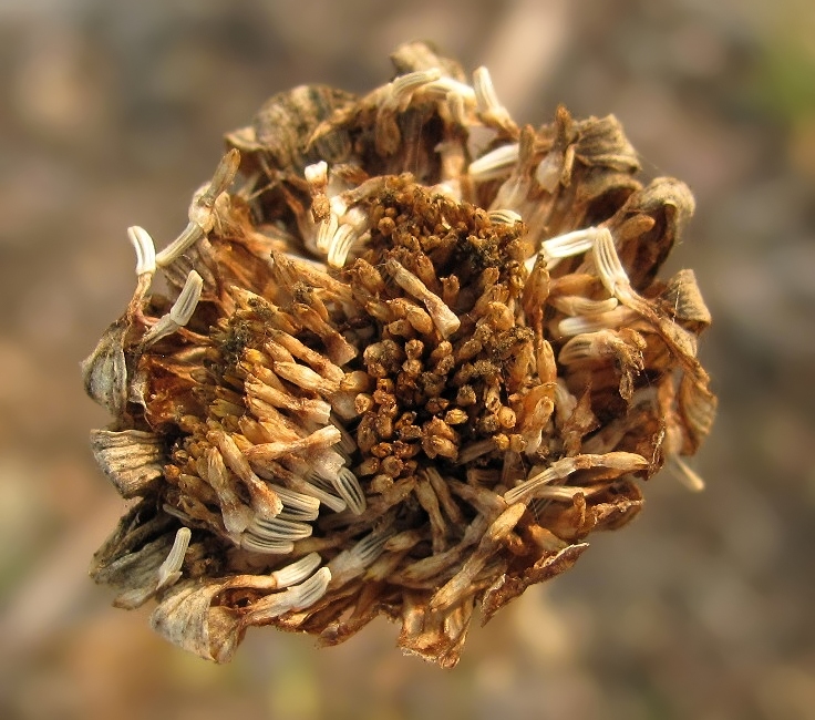 Image of Leucanthemum vulgare specimen.