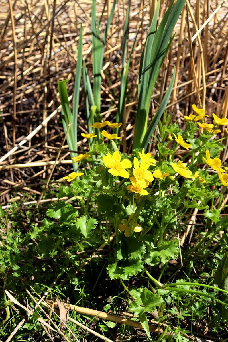 Image of genus Caltha specimen.