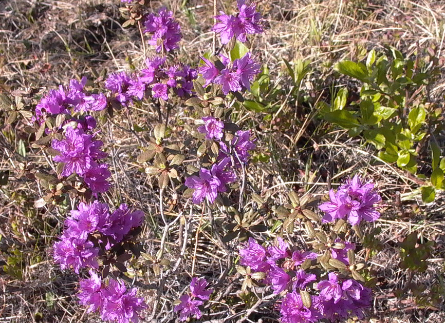 Изображение особи Rhododendron parvifolium.