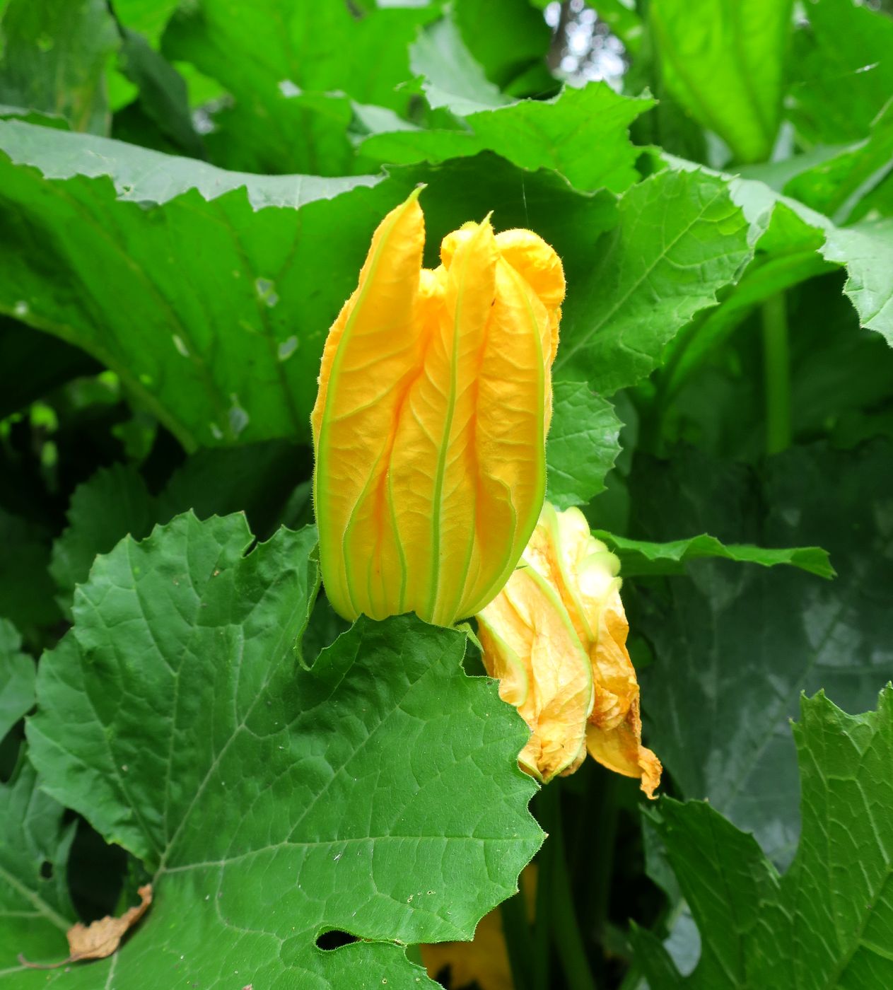 Image of Cucurbita pepo specimen.