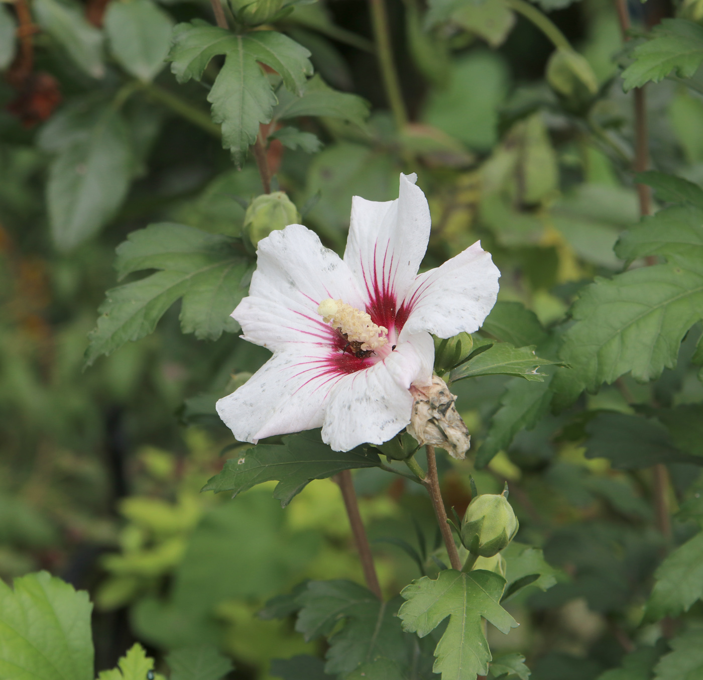 Image of Hibiscus syriacus specimen.