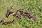 genus Echinochloa