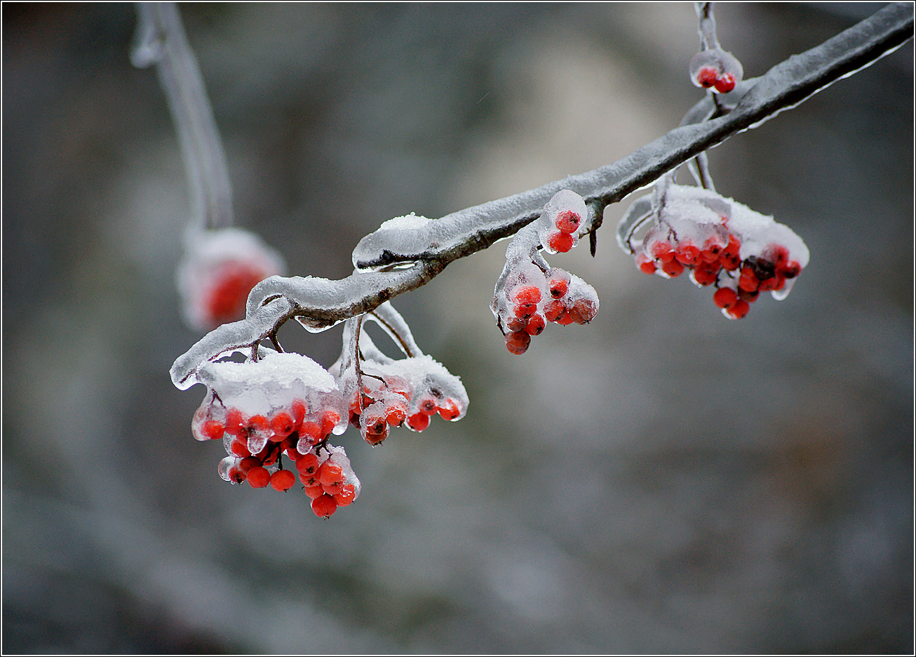 Image of Sorbus aucuparia specimen.