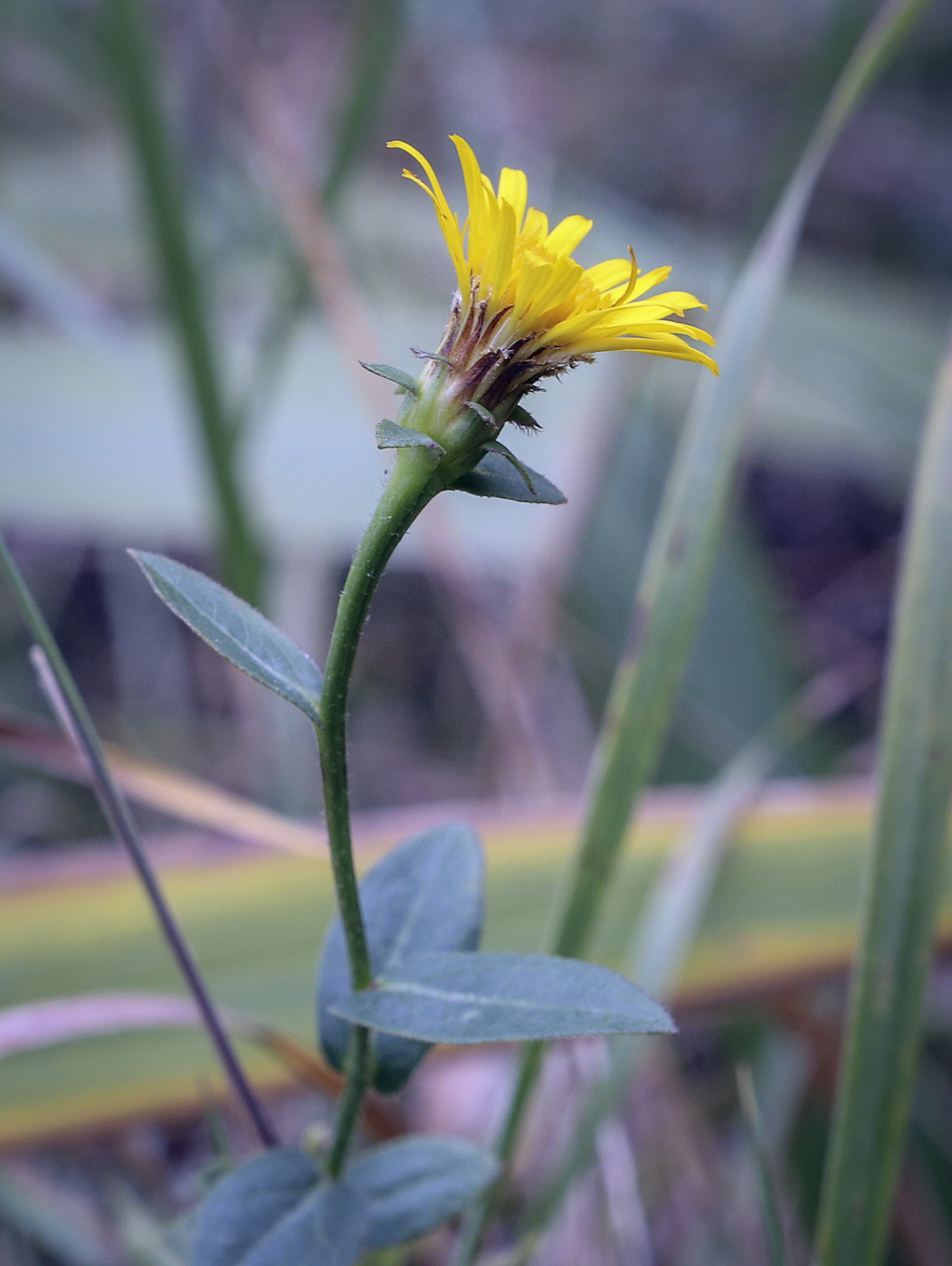 Изображение особи род Inula.