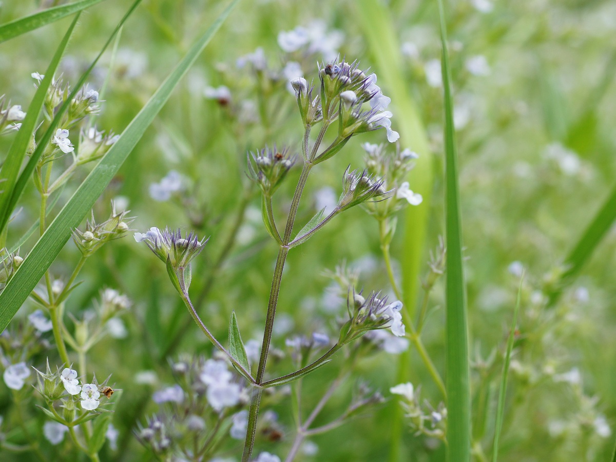 Изображение особи Nepeta parviflora.