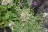 Cirsium echinus. Отцветшее соцветие. Республика Ингушетия, Джейрахский р-н, 300 м к северо-западу от альплагеря \"Кязи\", выс. 2000 м н.у.м, берег ручья. 22 июля 2022 г.