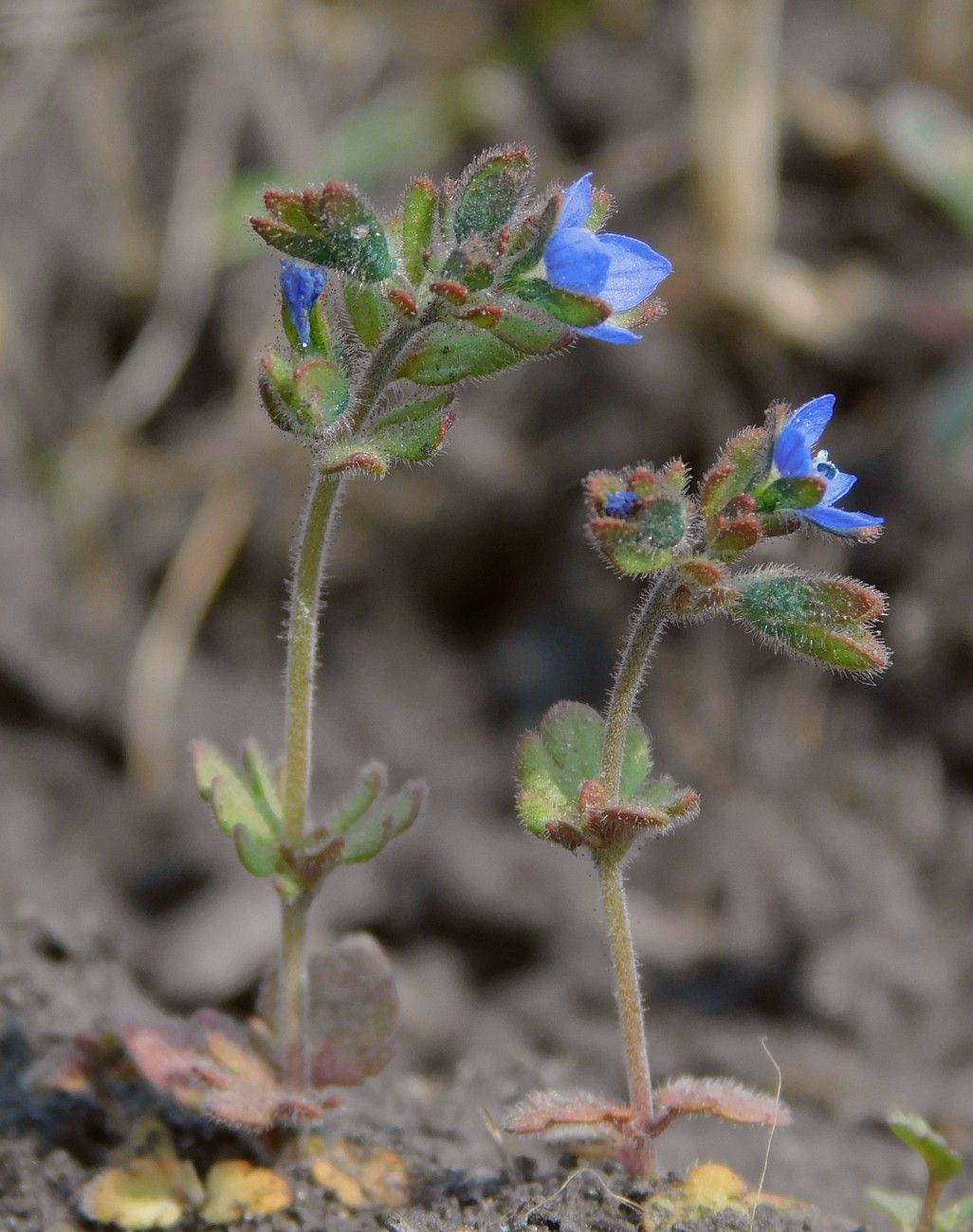 Изображение особи Veronica triphyllos.