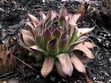 Sempervivum ruthenicum