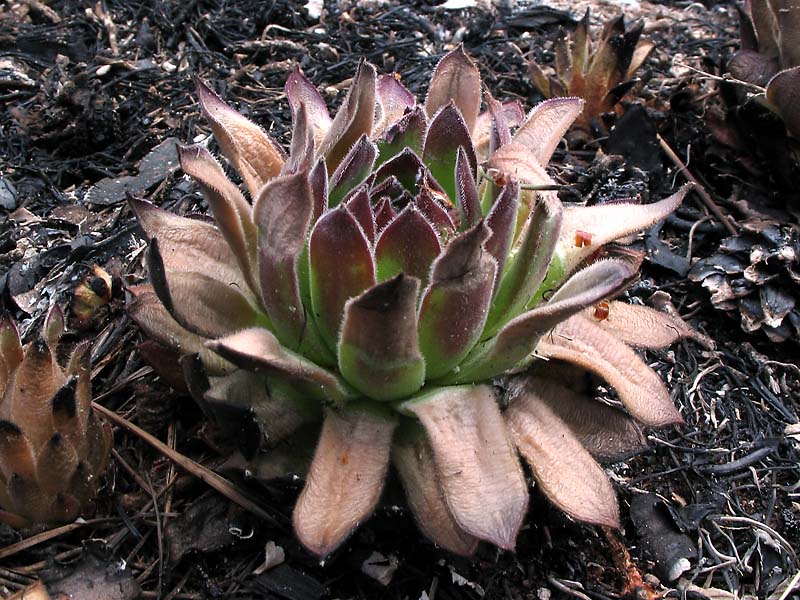 Image of Sempervivum ruthenicum specimen.