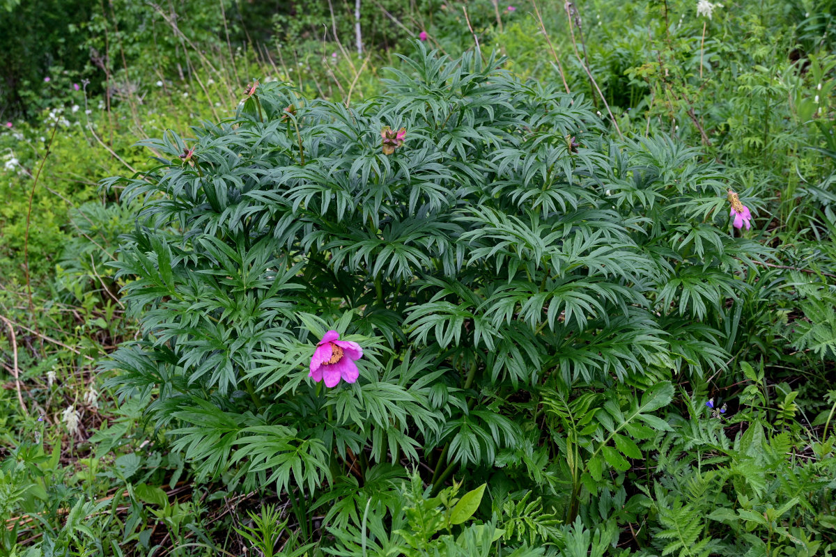 Image of Paeonia anomala specimen.