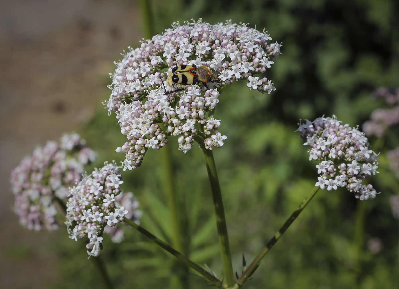 Изображение особи Valeriana wolgensis.