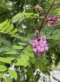 Robinia viscosa