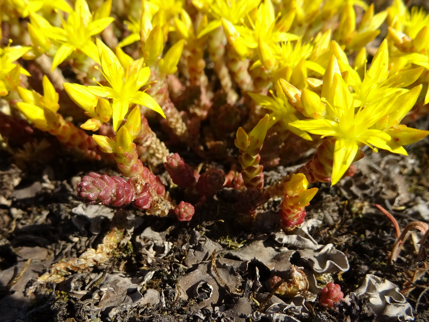 Image of Sedum acre specimen.