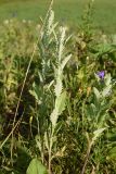 Senecio grandidentatus. Бутонизирующее растения. Чечня, Итум-Калинский р-н, окр. ур. Цамадой, выс. 2100 м н.у.м., заболоченный берег озерца. 6 августа 2023 г.