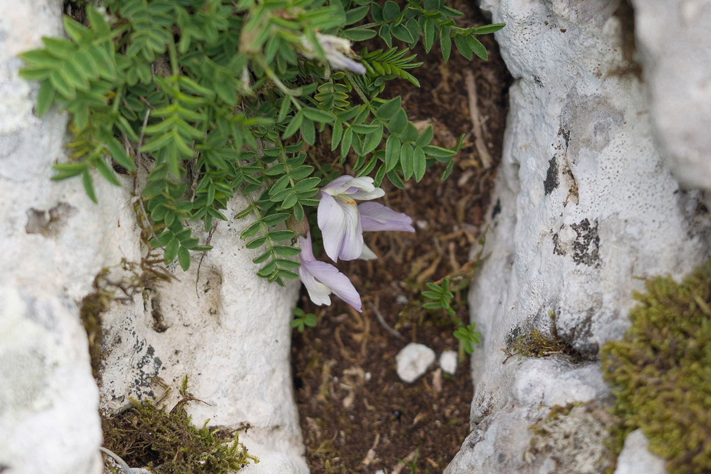 Image of Astragalus levieri specimen.