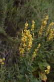 genus Verbascum. Цветущие растения. Чечня, Шаройский р-н, с. Шикарой, около разрушенных строений. 7 августа 2023 г.