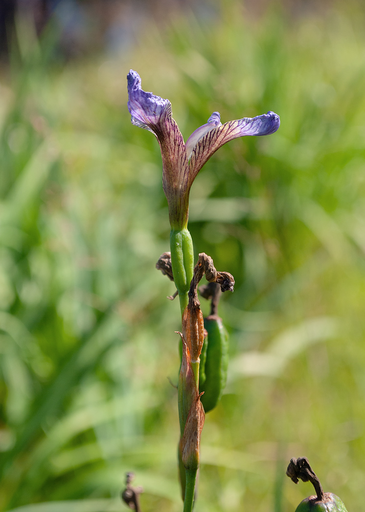 Image of Iris setosa specimen.