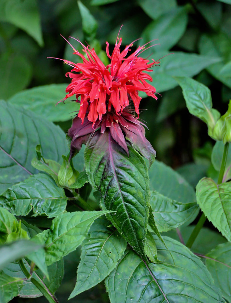 Изображение особи Monarda didyma.