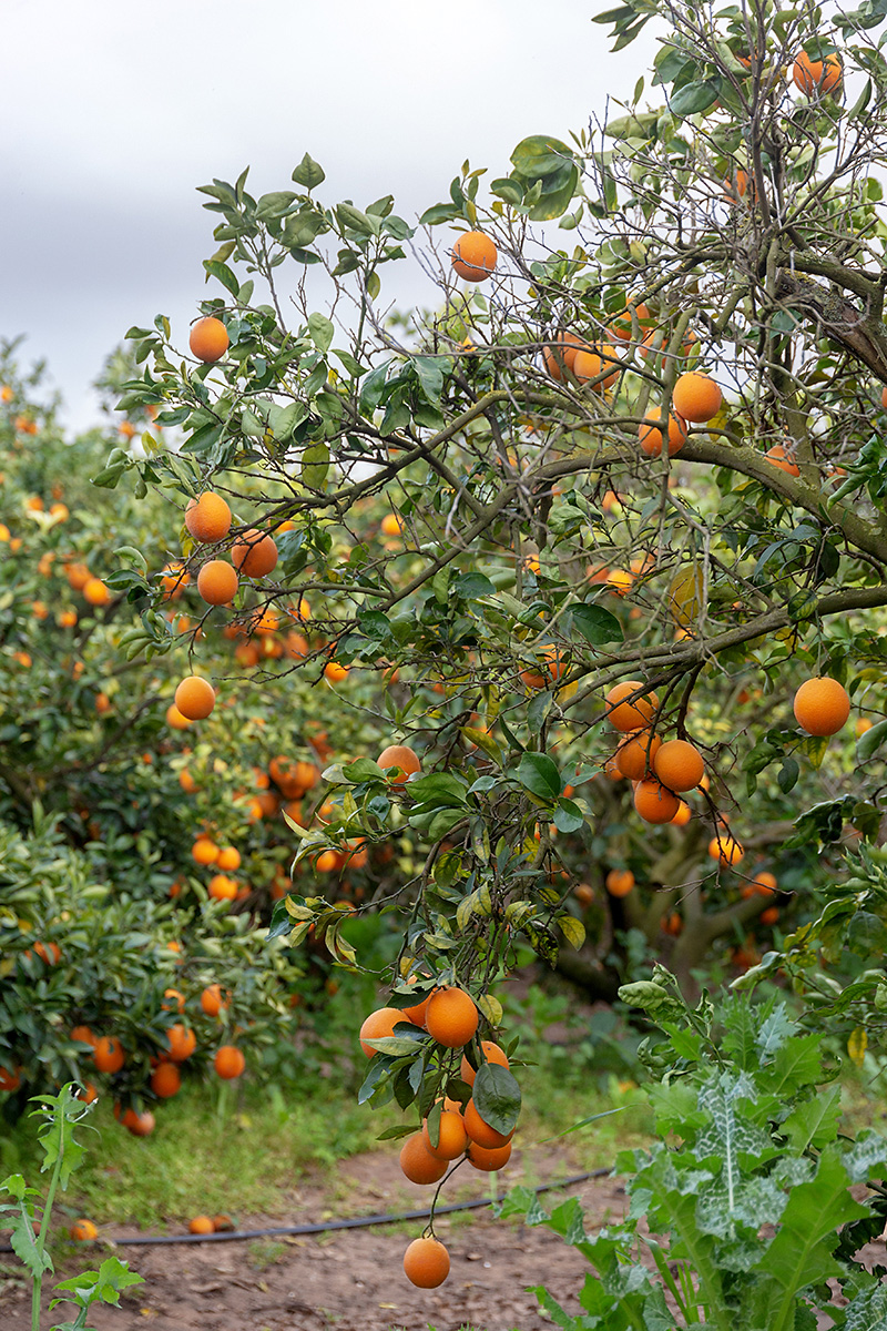 Изображение особи Citrus sinensis.