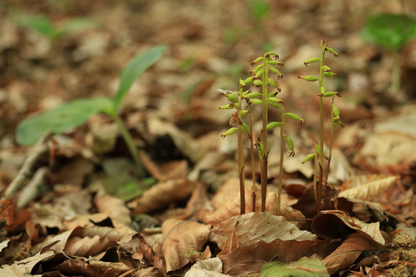 Изображение особи Corallorhiza trifida.