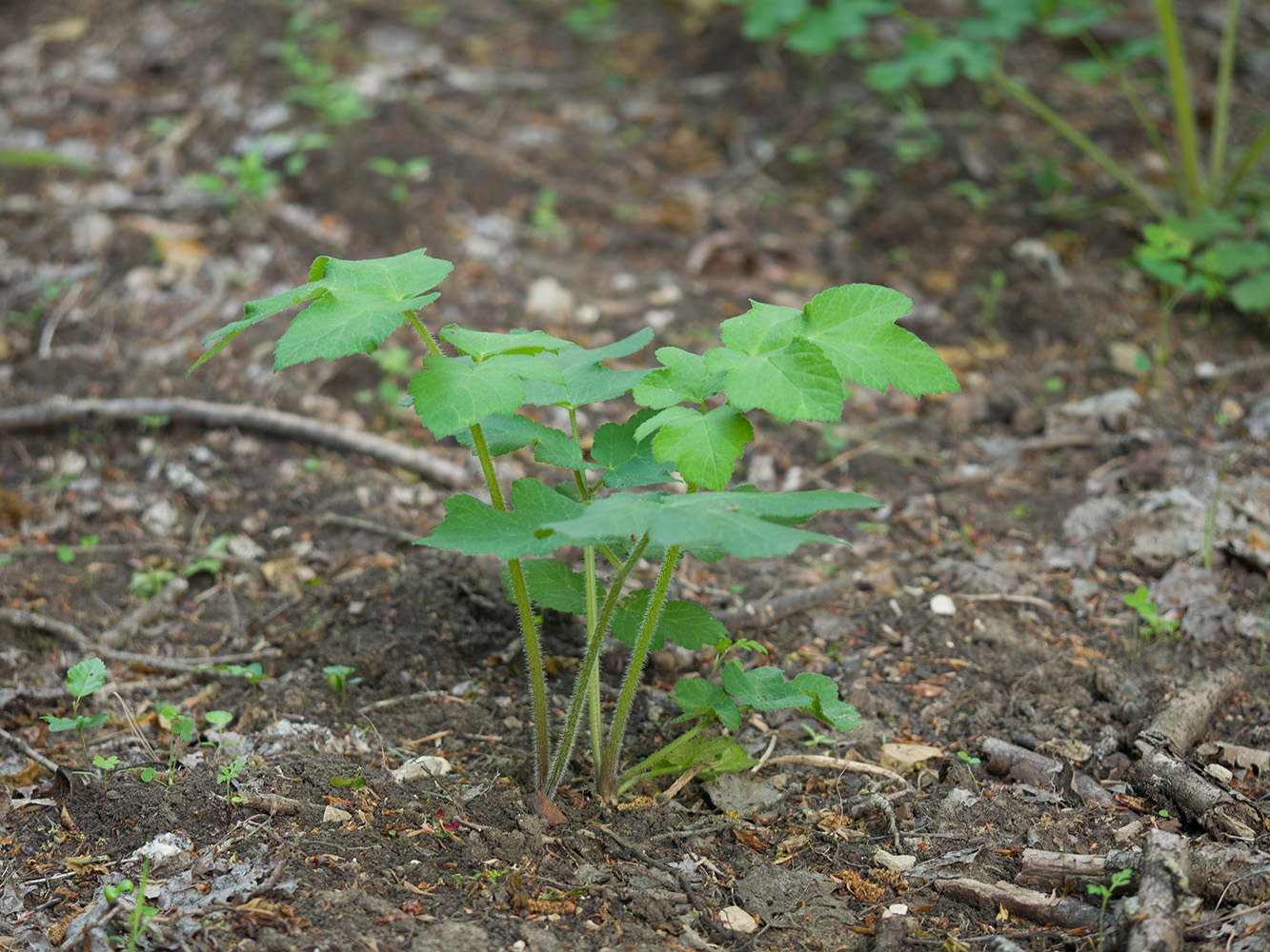 Изображение особи Heracleum sibiricum.