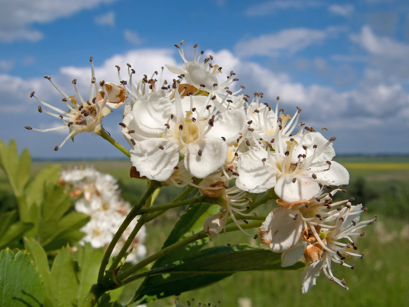 Image of Crataegus dipyrena specimen.