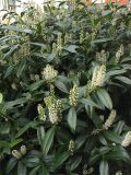 Lauro-cerasus officinalis. Цветущее растение. Нидерланды, Гронинген, в городском озеленении. 26 апреля 2008 г.