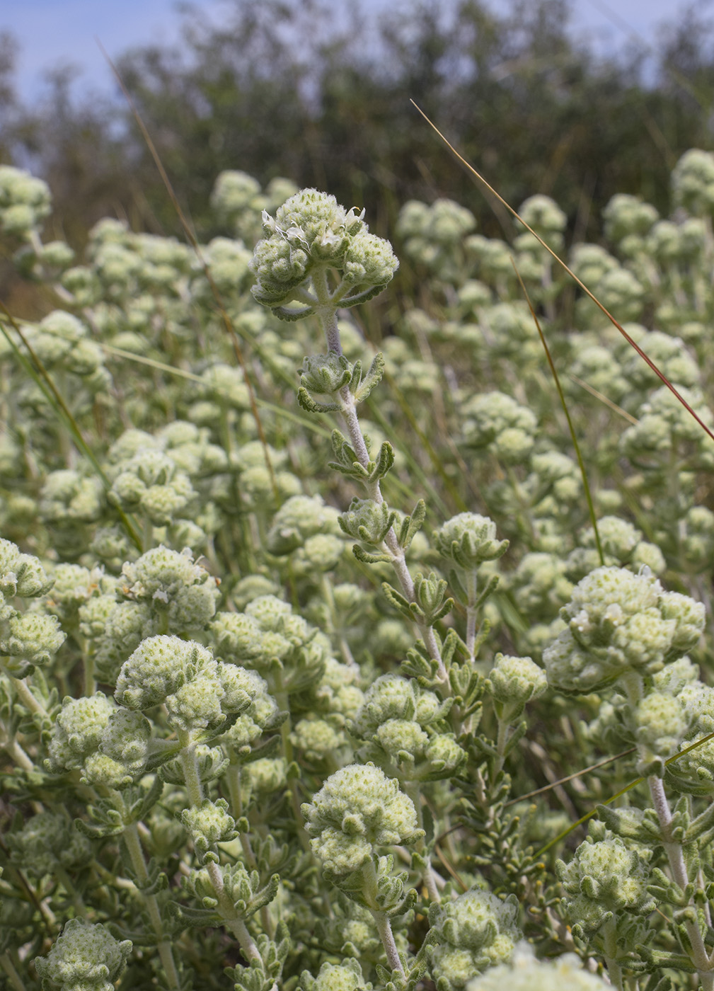 Изображение особи род Teucrium.