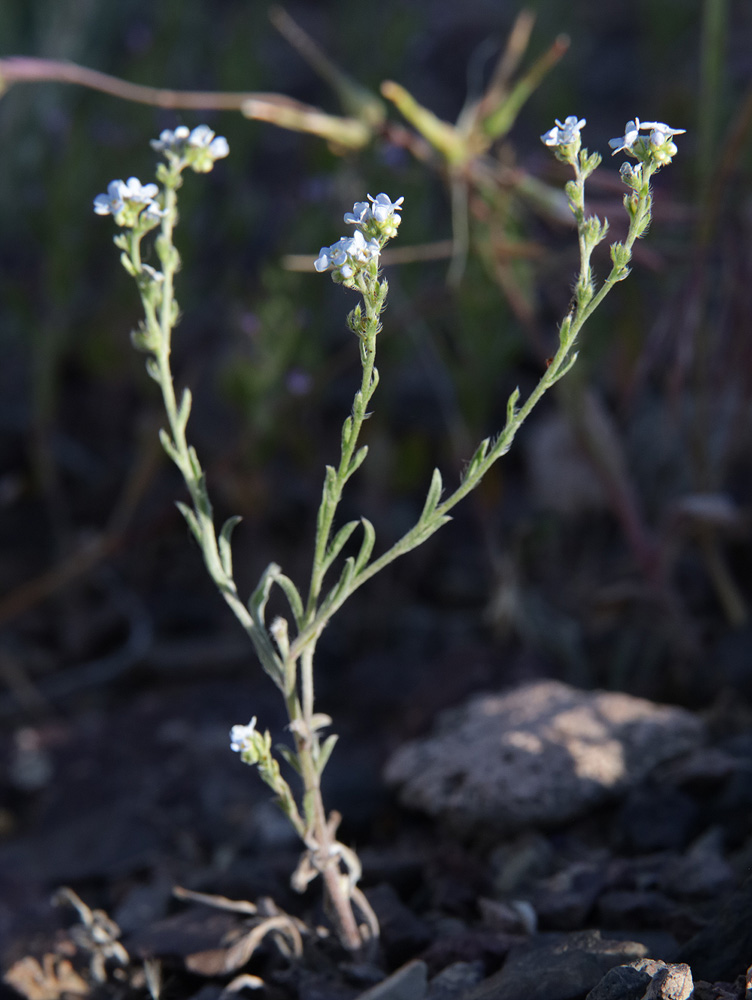 Image of Lappula microcarpa specimen.