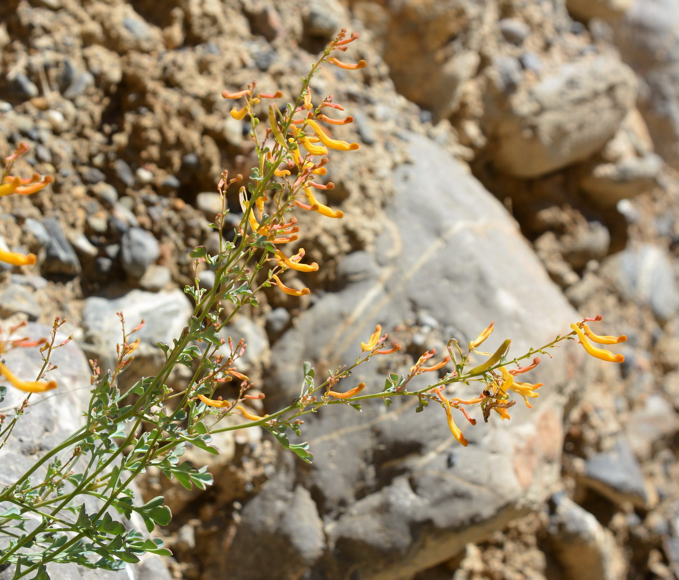 Image of Corydalis kovakensis specimen.