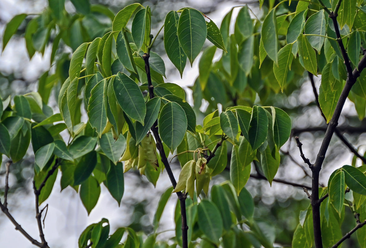 Image of Staphylea bumalda specimen.