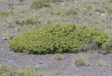 Juniperus hemisphaerica