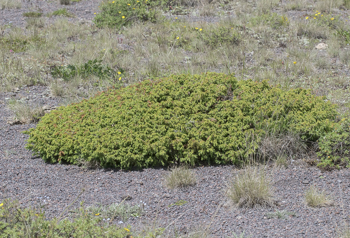 Изображение особи Juniperus hemisphaerica.