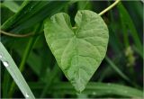 Calystegia sepium. Молодой лист. Московская обл., Раменский р-н, окр. дер. Хрипань, садовый участок. 02.06.2024.