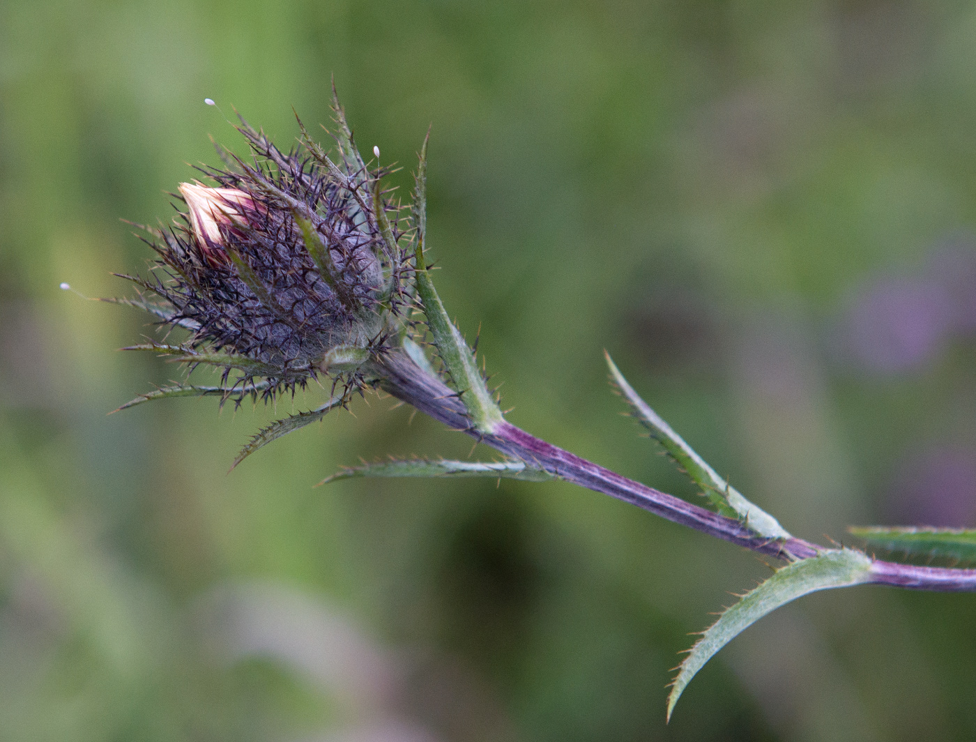 Изображение особи Carlina biebersteinii.