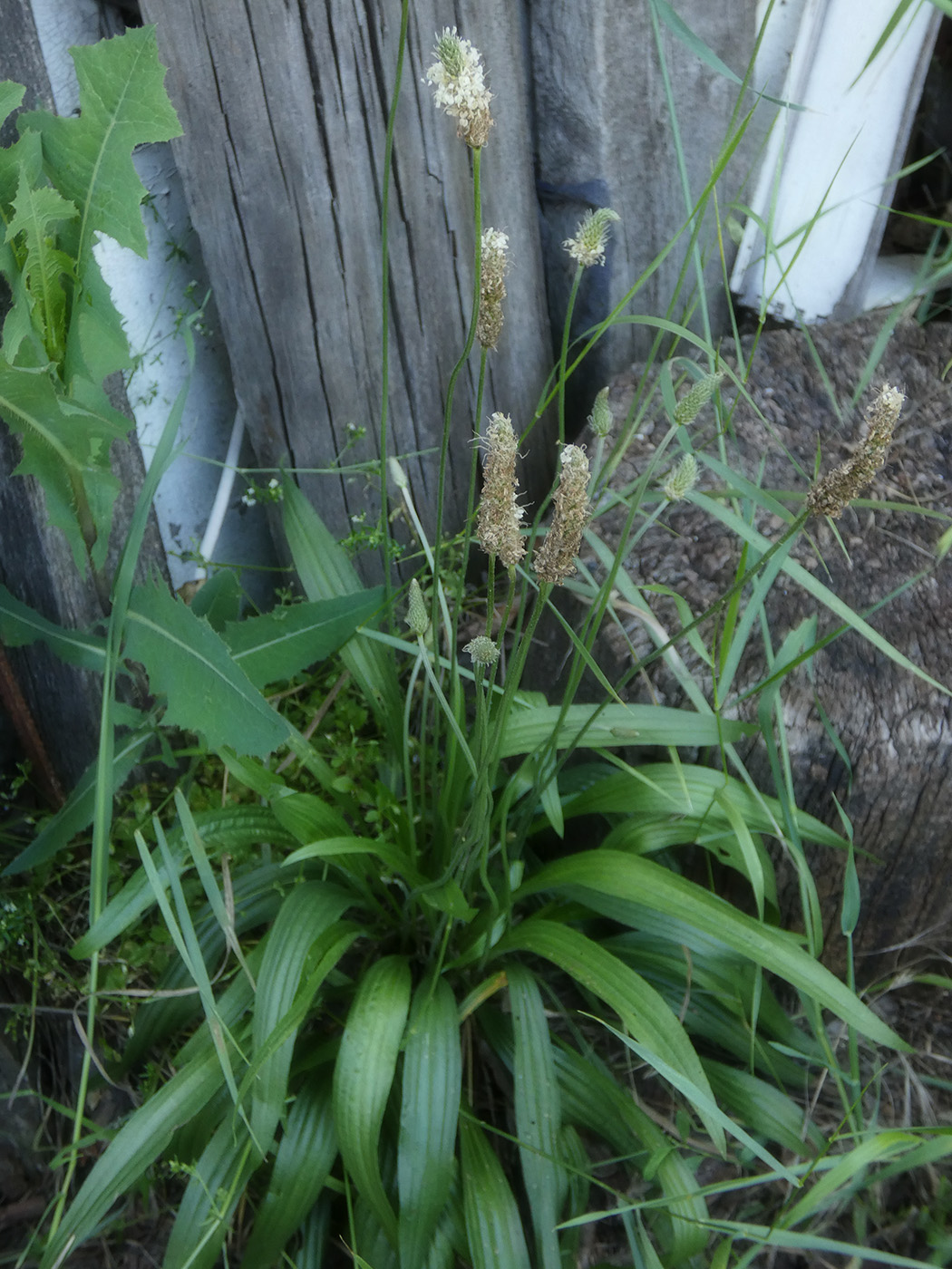 Image of Plantago lanceolata specimen.