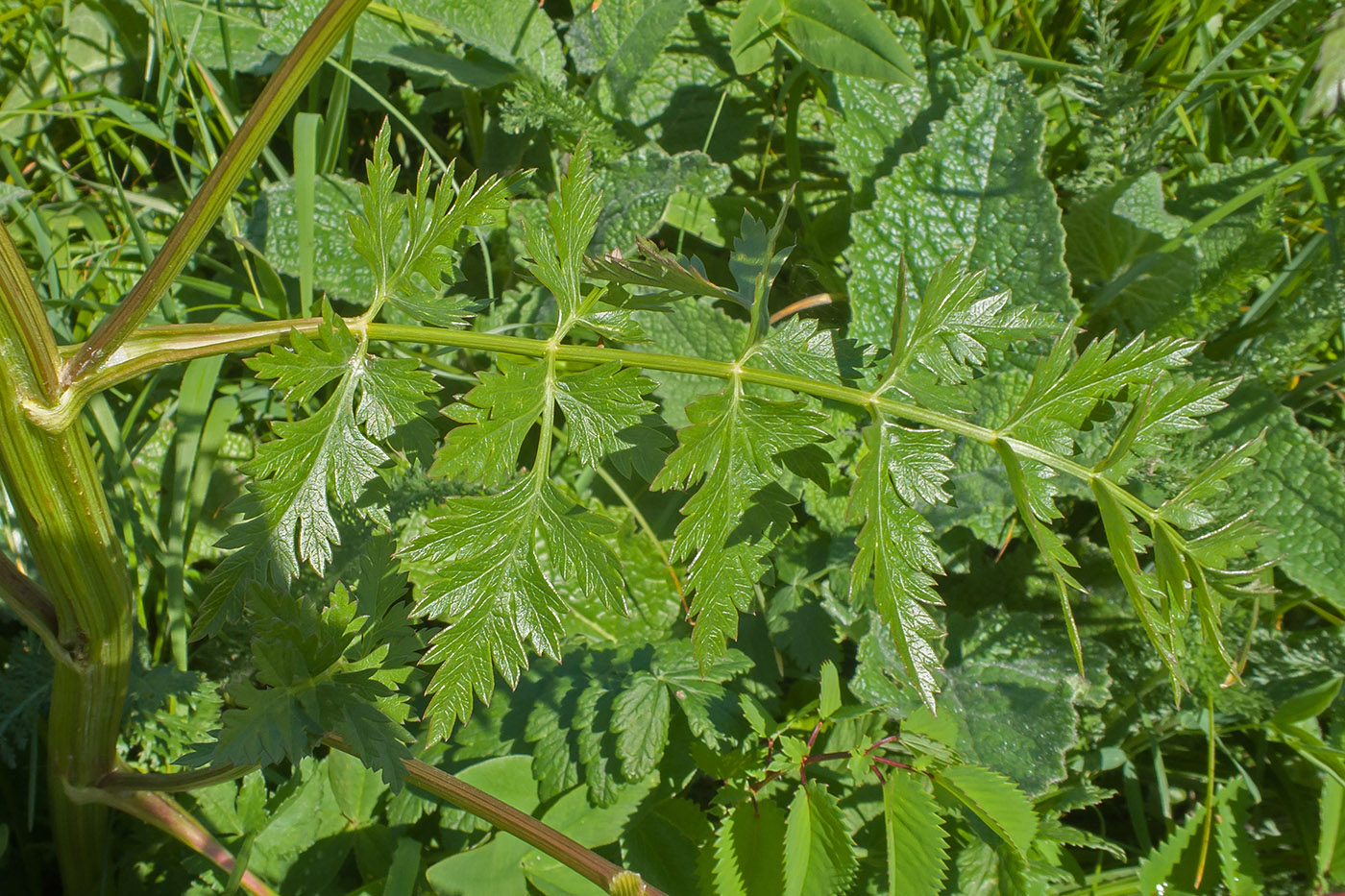 Image of Seseli libanotis specimen.