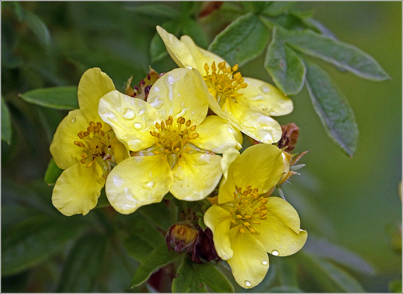 Image of Dasiphora fruticosa specimen.