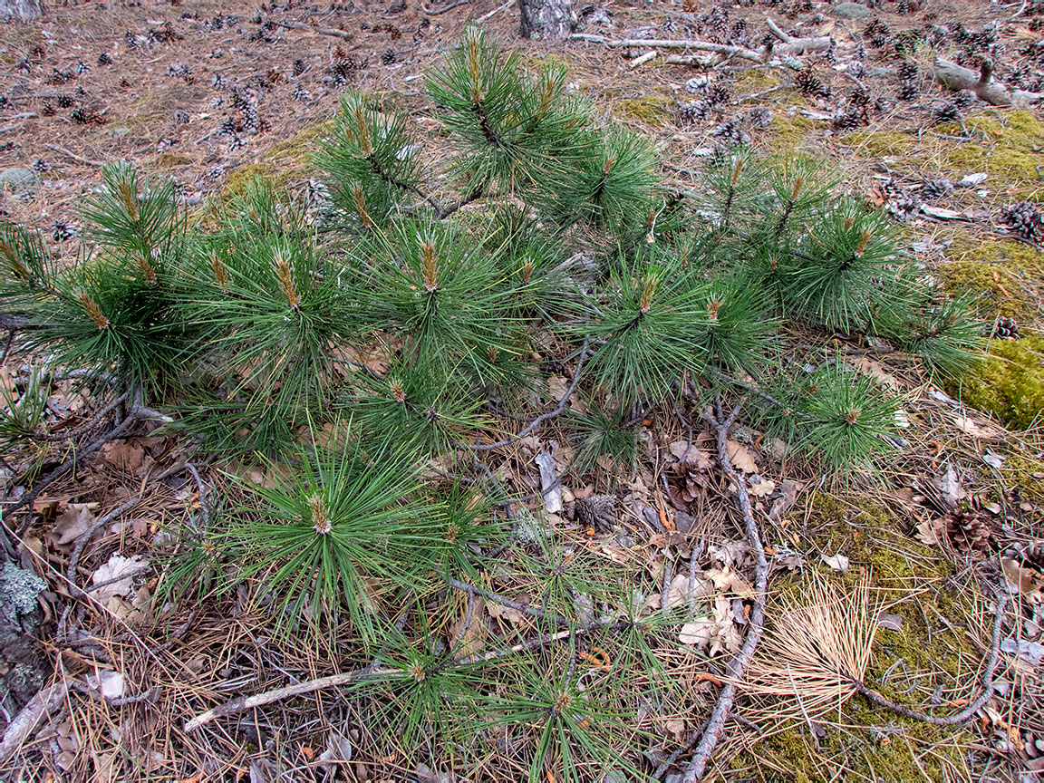 Изображение особи Pinus pallasiana.