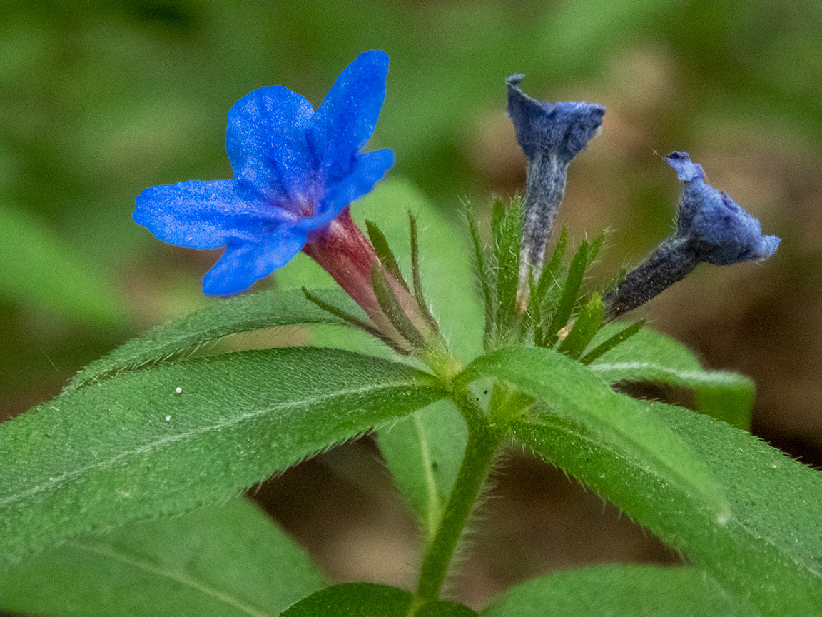 Изображение особи Aegonychon purpureocaeruleum.