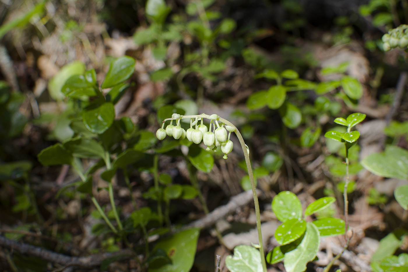 Изображение особи Orthilia secunda.